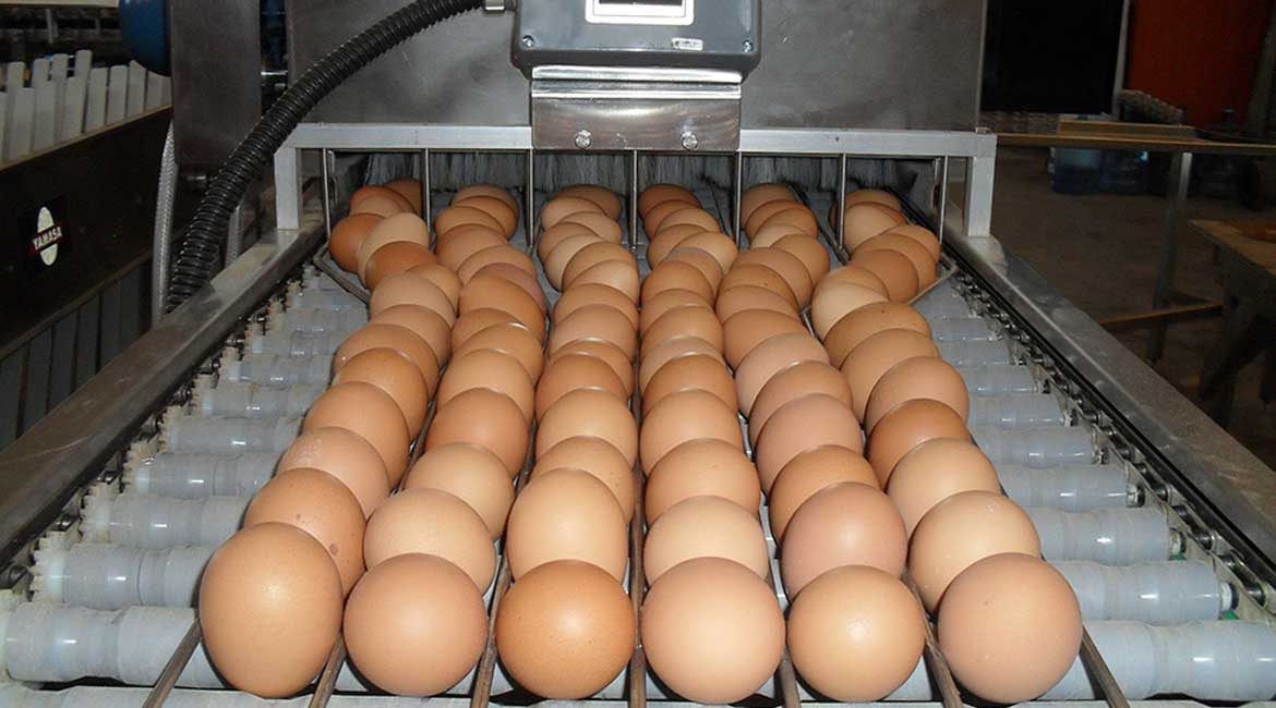 Country Foods - The Number One Egg Provider