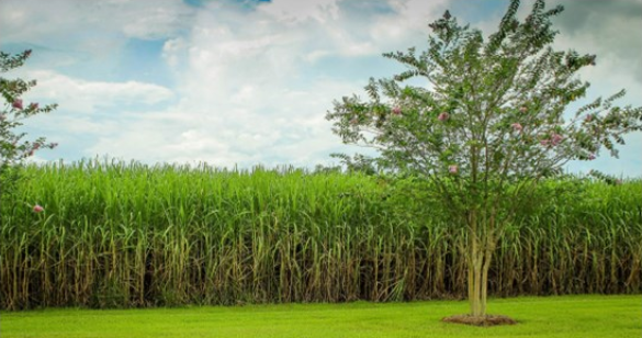 Field of sugar cane with some grass and two trees in front.