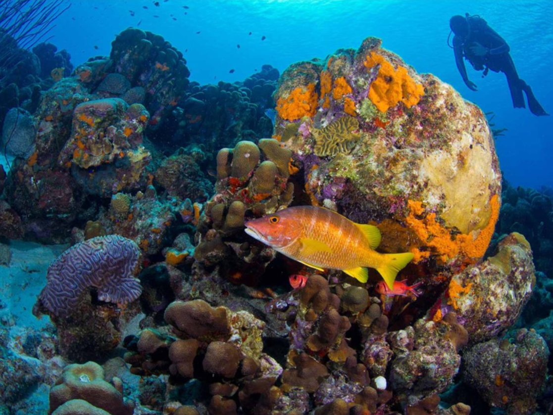 A blue underwater diving scene with a rocky and coral filled sea floor. A fish in the foreground and diver in the back.