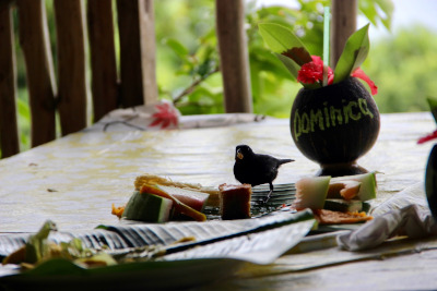 A bird on a table with a large leaf and food, next to a coconut shell drink with Dominica written on it.