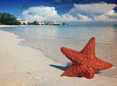 A starfish in the sand with a beach and water behind. Buildings on the horizon.