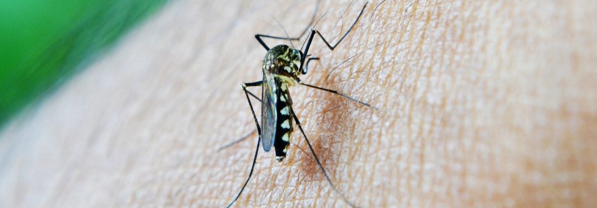 Cayman Islands aim to eliminate mosquito.
